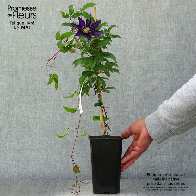 Spécimen de Clématite Vostock Pot de 1,5L/2L tel que livré au printemps