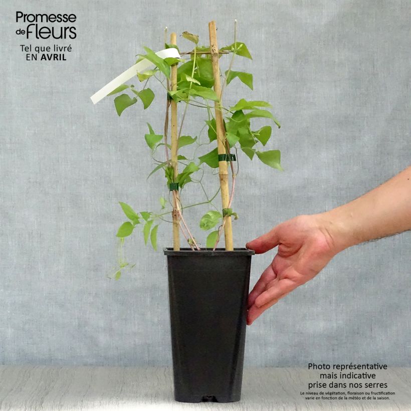 Example of Clématite Whoopi Pot de 2L/3L as you get in printemps