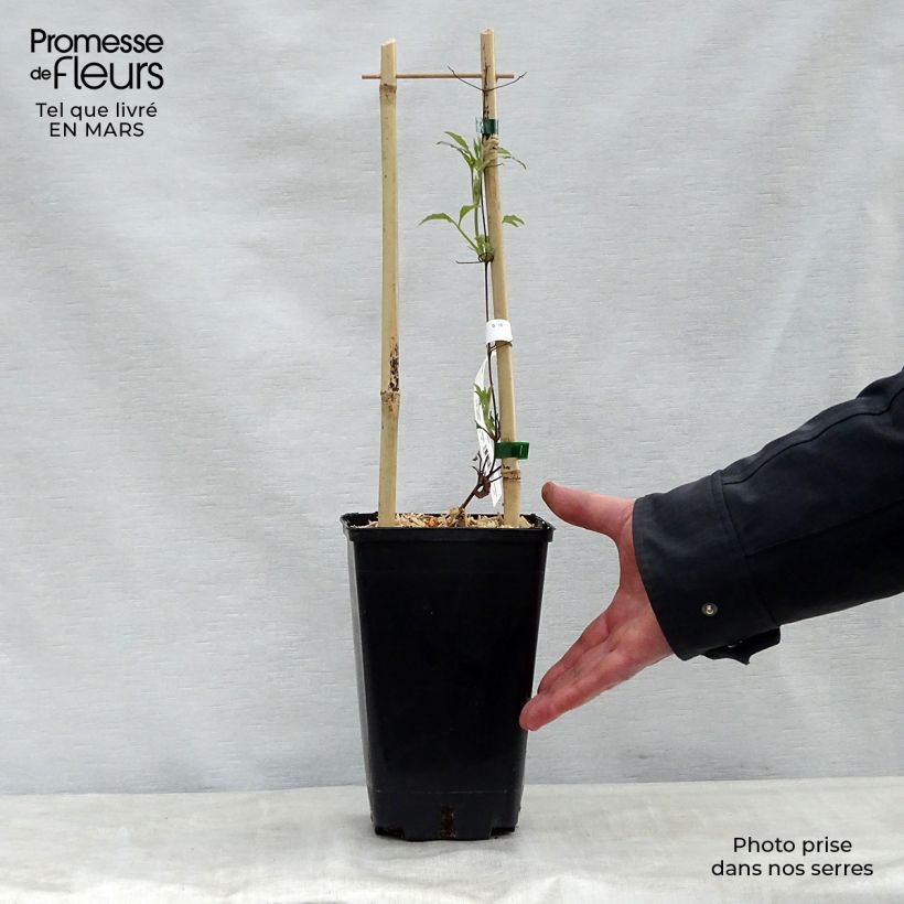 Example of Clématite Wildfire Pot de 1,5L/2L as you get in printemps