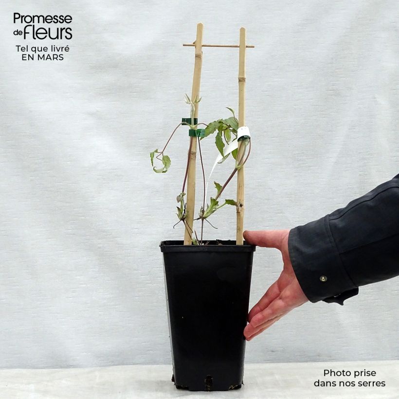Example of Clématite Xerxes Pot de 2L/3L as you get in printemps