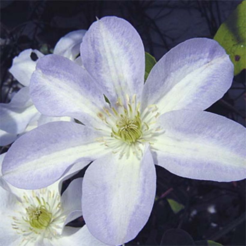 Clématite - Clematis Yukikomachi (Flowering)