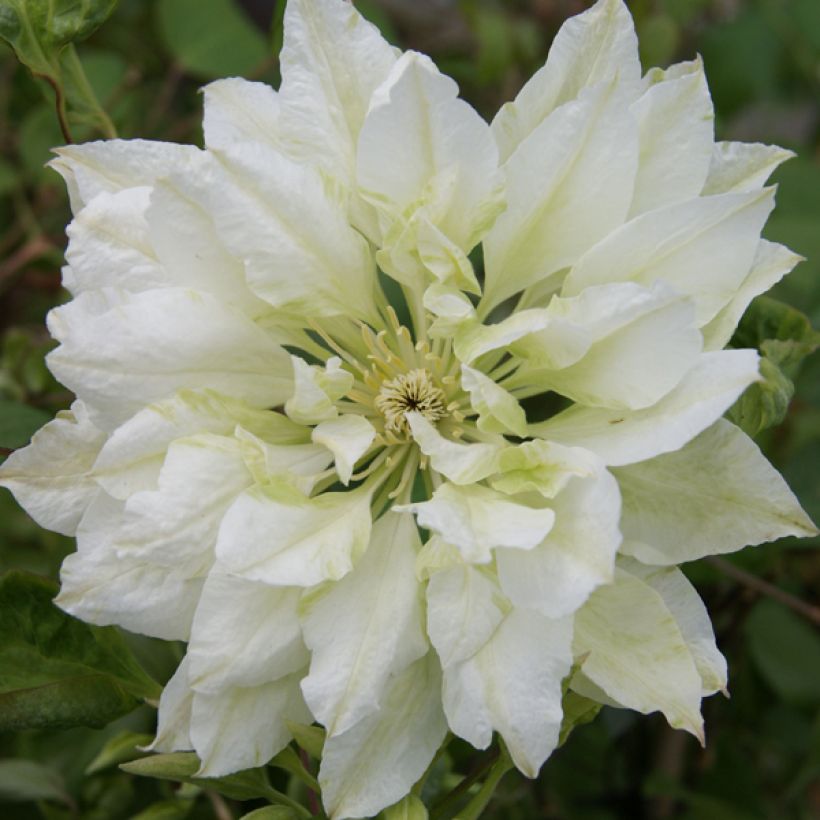 Clématite - Clematis Yukiokoshi (Flowering)