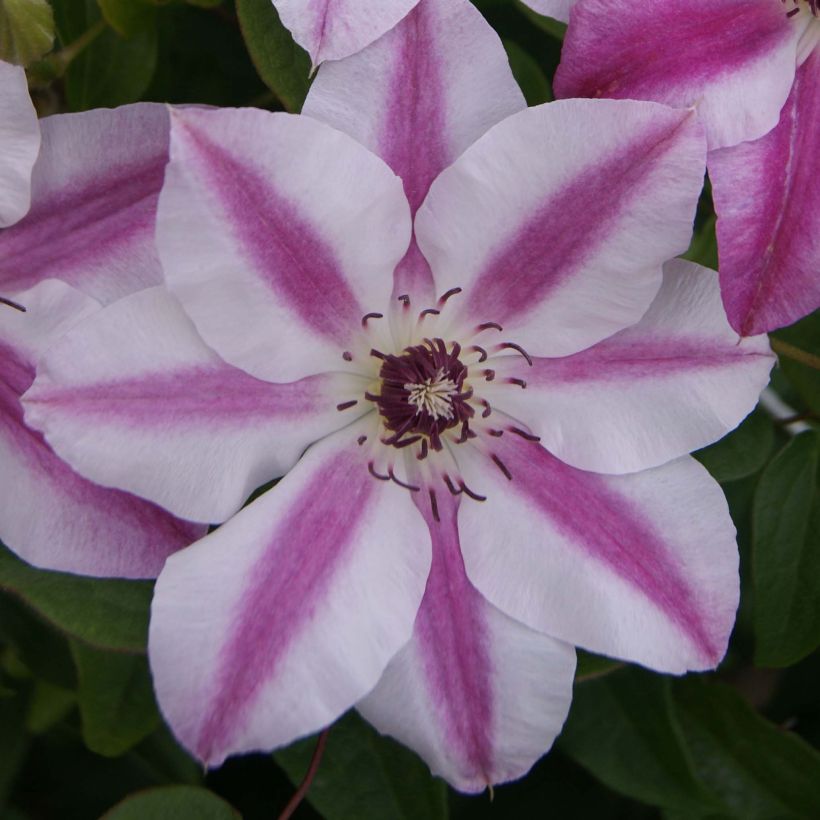 Clématite - Clematis Souvenir du Capitaine Thuilleaux (Flowering)