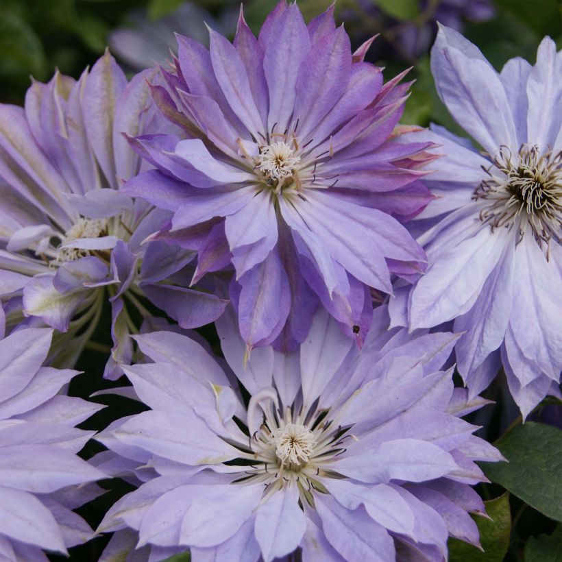 Clématite - Clematis Teshio (Flowering)