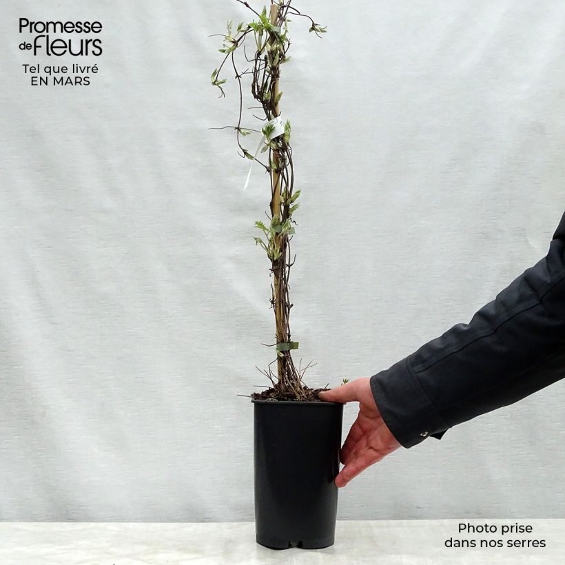 Example of Clématite alpina Blue Dancer Pot de 2L/3L as you get in printemps