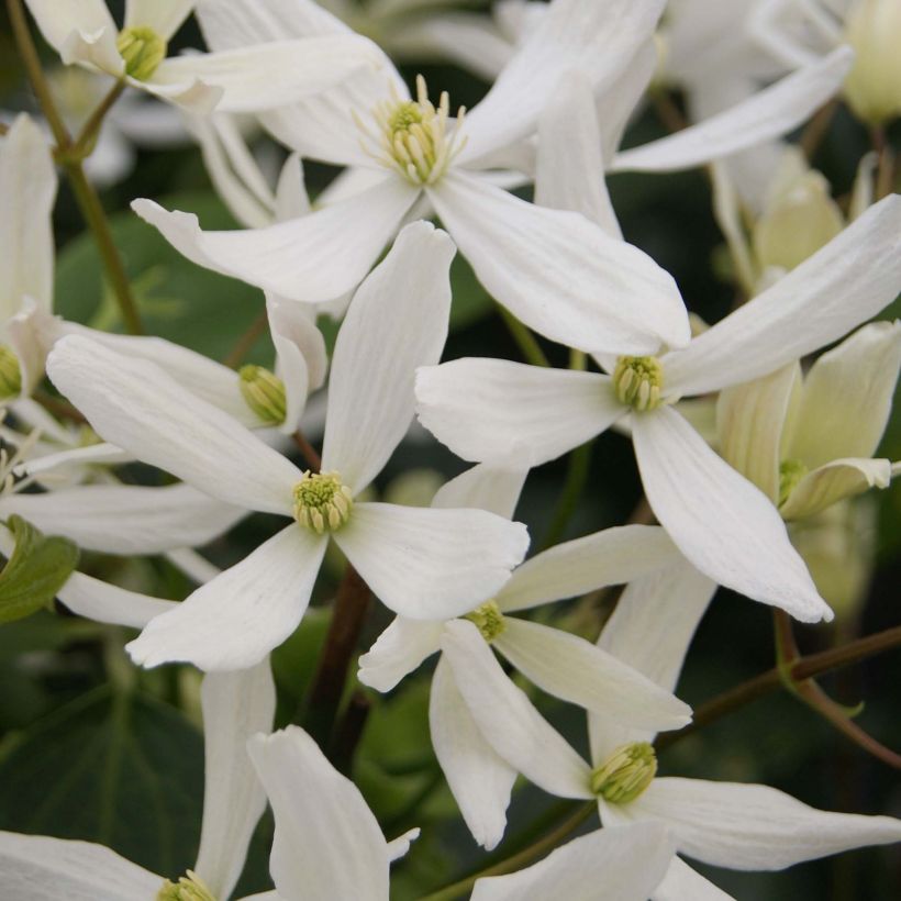 Clématite - Clematis armandii Snowdrift (Flowering)