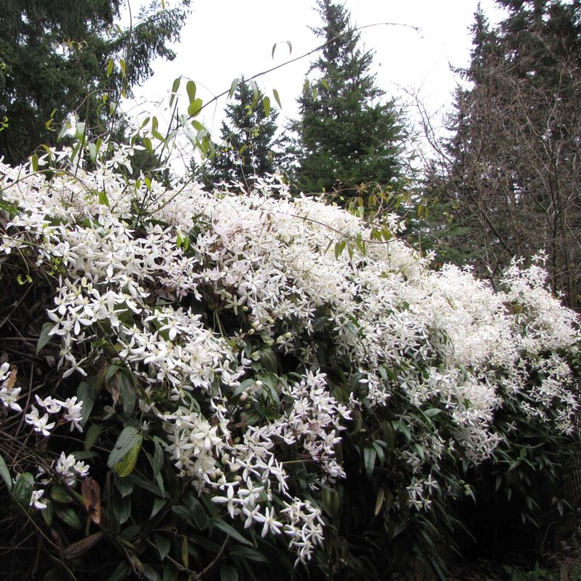 Clématite - Clematis armandii Snowdrift (Plant habit)