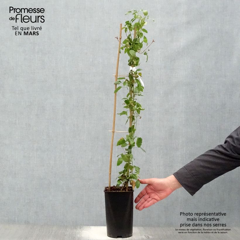 Example of Clématite cirrhosa Wisley Cream Pot de 2L/3L as you get in printemps