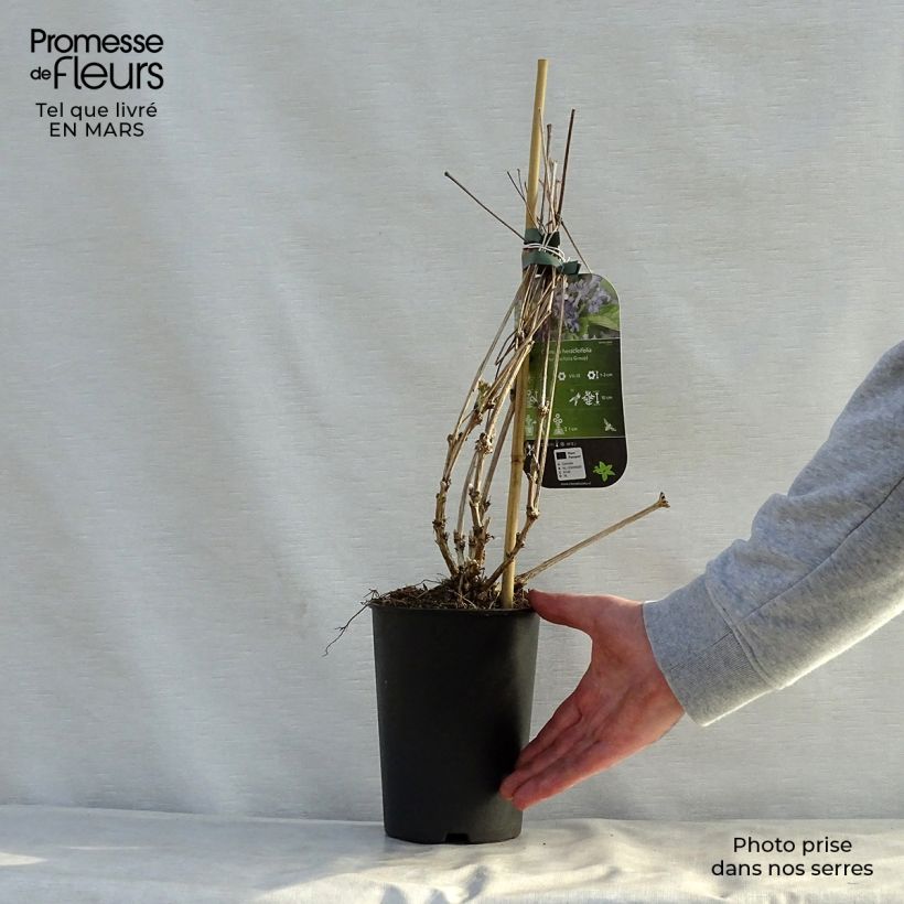 Example of Clématite herbacée - Clematis heracleifolia Pot de 2L/3L as you get in printemps