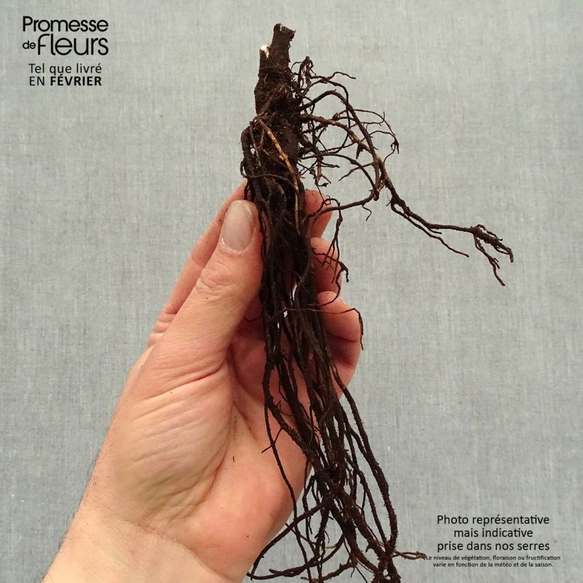 Example of Clématite herbacée - Clematis heracleifolia China Purple Racines nues, Qualité premium as you get in hiver