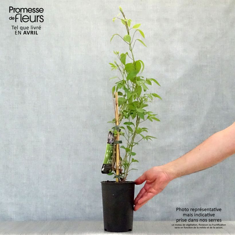 Example of Clématite - Clematis integrifolia Blue River Pot de 2L/3L as you get in printemps