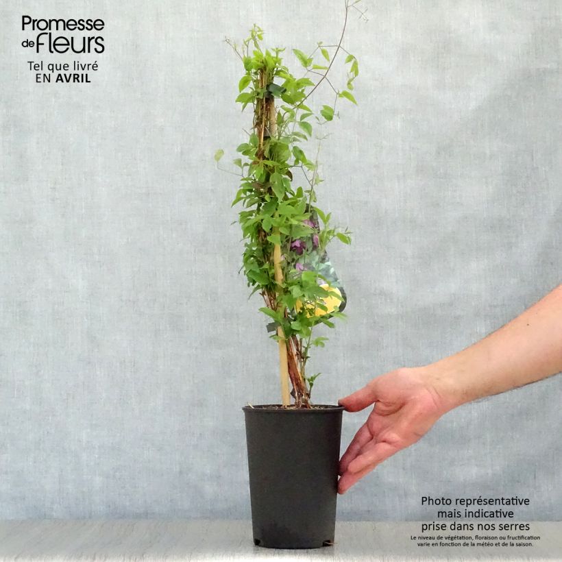 Example of Clématite italienne - Clematis viticella Pot de 1,5L/2L as you get in printemps