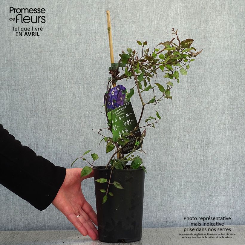 Example of Clématite italienne - Clematis viticella Happy Birthday Pot de 1,5L/2L as you get in printemps