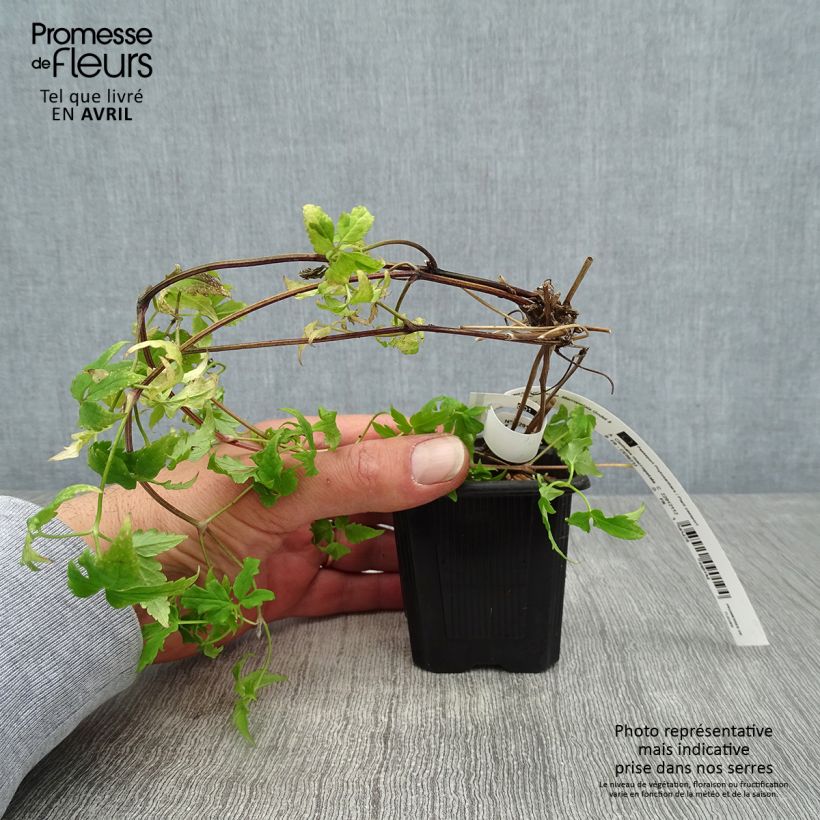 Example of Clématite macropetala Godet de 8/9 cm as you get in printemps