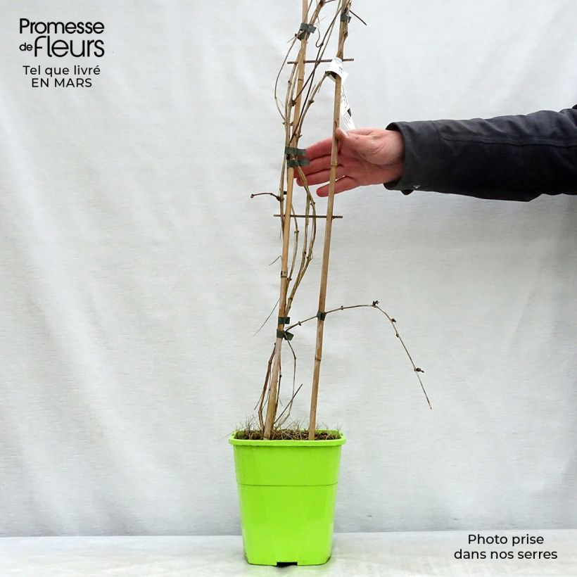 Spécimen de Clématite montana Double Delight Pot de 3L/4L tel que livré au printemps