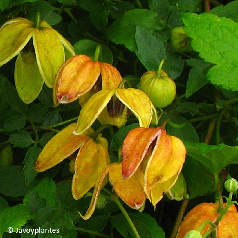 Clématite orientale - Clematis tangutica Red Ballon (Floraison)