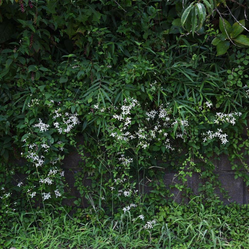 Clématite Southern Cross (Port)