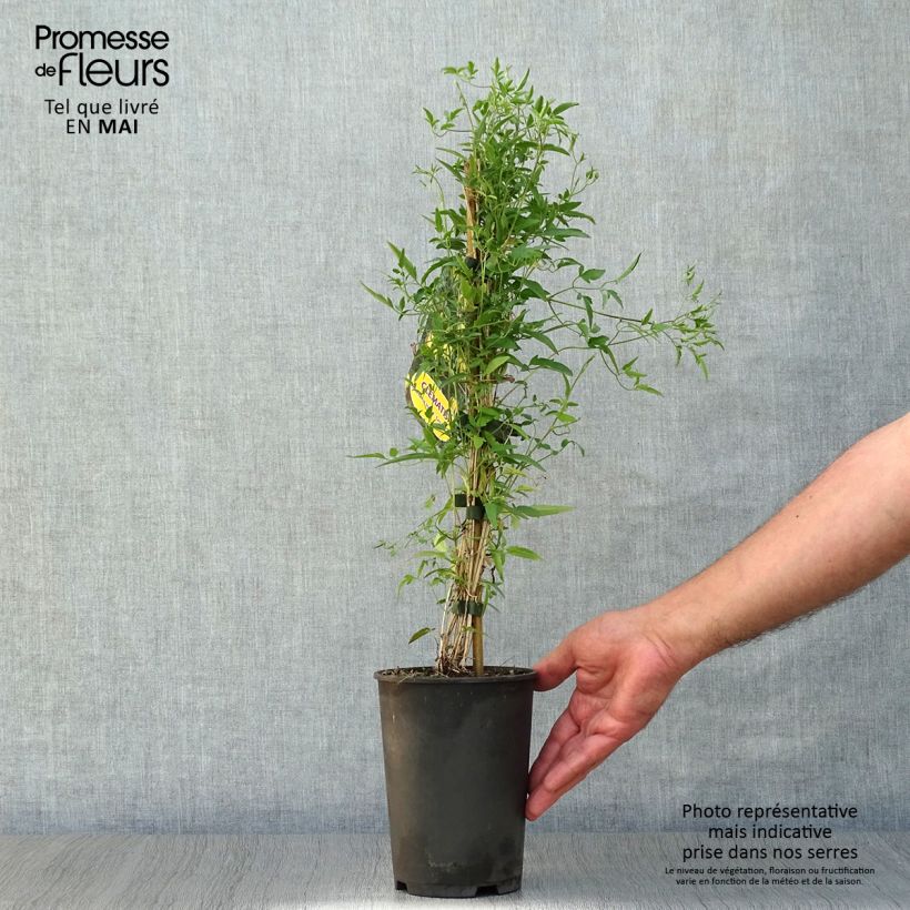 Spécimen de Clématite tangutica Pot de 1,5L/2L tel que livré au printemps