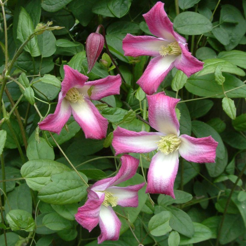 Clématite - Clematis texensis Odoriba (Flowering)