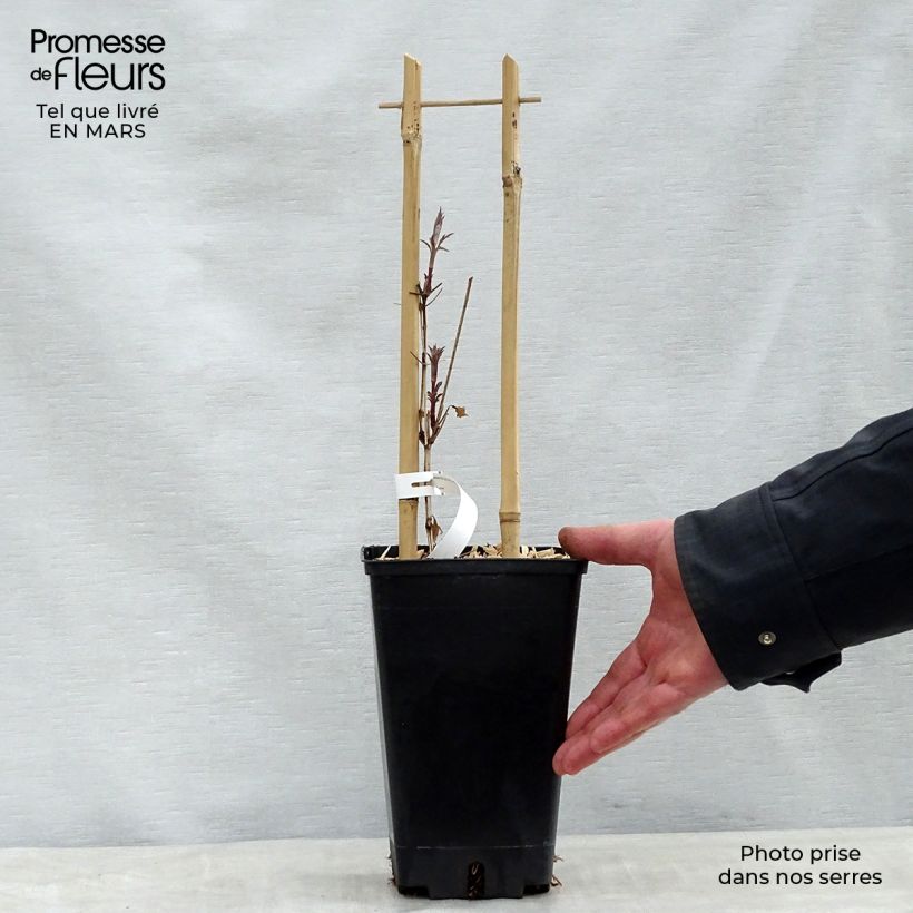 Example of Clématite viticella Dark Eyes Pot de 1,5L/2L as you get in printemps