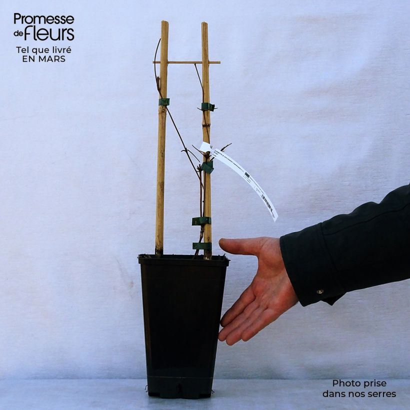 Example of Clématite viticella John Howells Pot de 1,5L/2L as you get in printemps