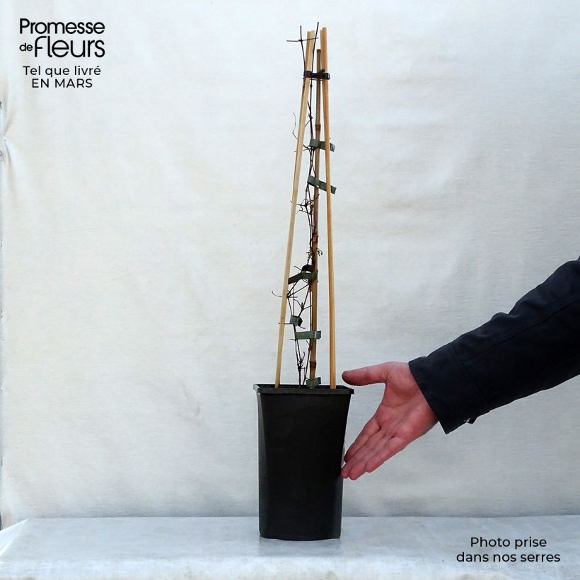 Example of Clématite viticella Polish Spirit Pot de 1,5L/2L as you get in printemps