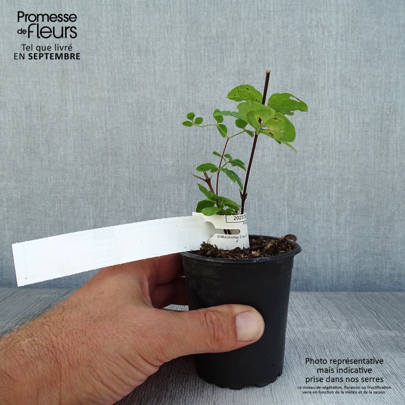 Spécimen de Clématite viticella Purpurea Plena Elegans  Godet de 8/9 cm tel que livré en été