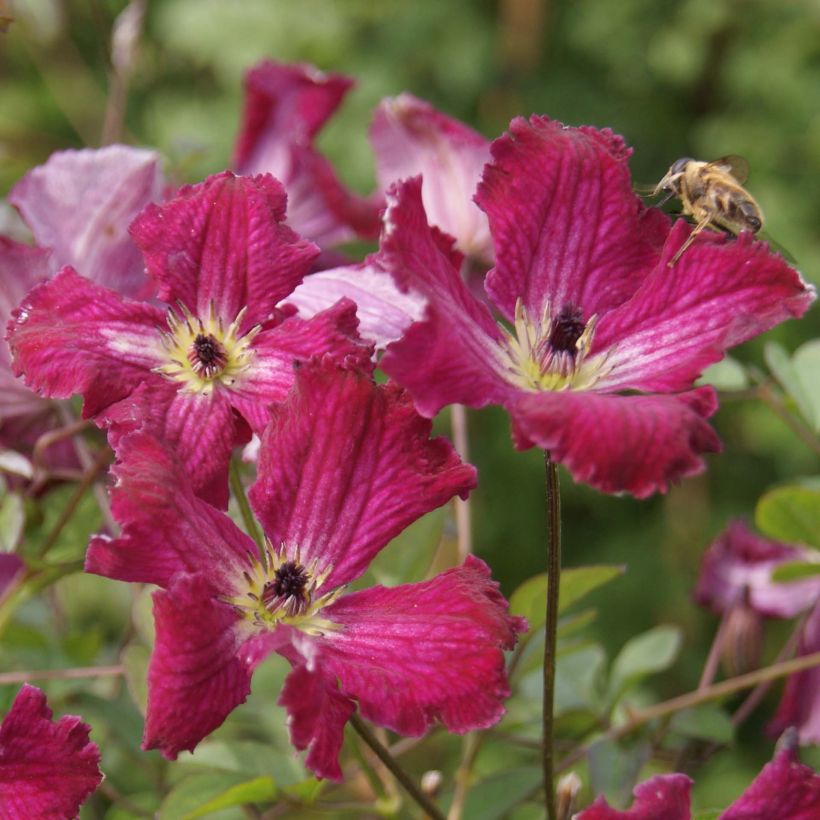 Clématite - Clematis viticella Rubra (Kermesina) (Flowering)
