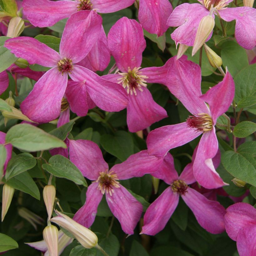 Clématite - Clematis Wonderful  (Flowering)