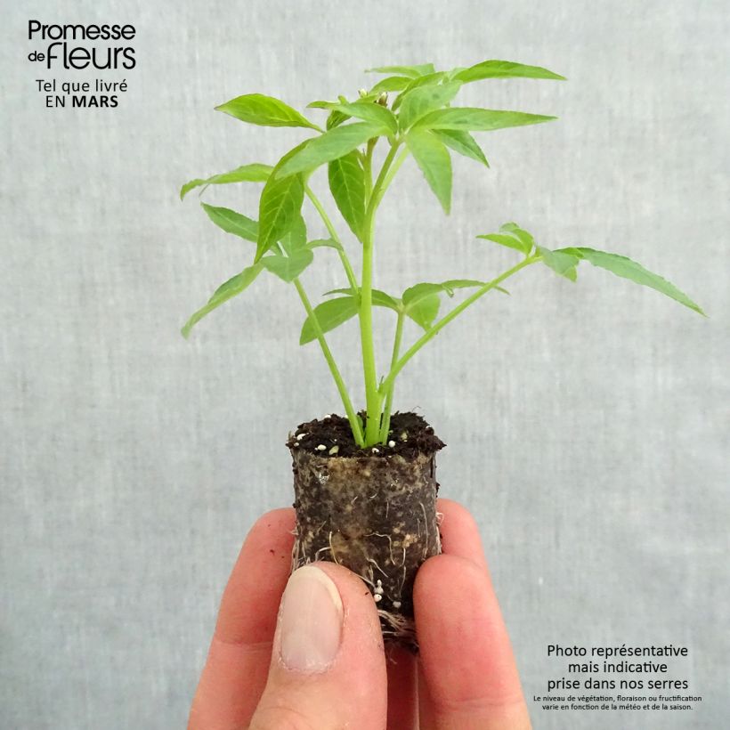 Example of Cléome Senorita Blanca Mini-motte Ø 3/4 cm, Plant vert de 5 à 10 cm de haut as you get in printemps