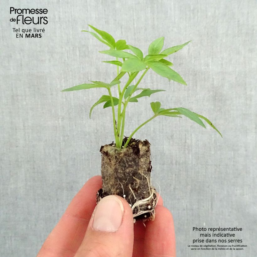 Example of Cléome Senorita Rosalita Mini-motte Ø 3/4 cm, LPlant vert de 5 à 10 cm de haut as you get in printemps