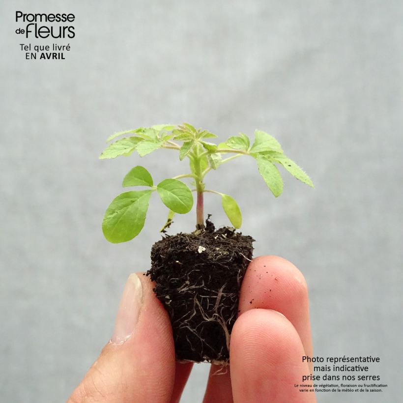 Example of Cleome Sparkler 2.0 Purple Mini-motte Ø 1,5/2,5 cm as you get in printemps