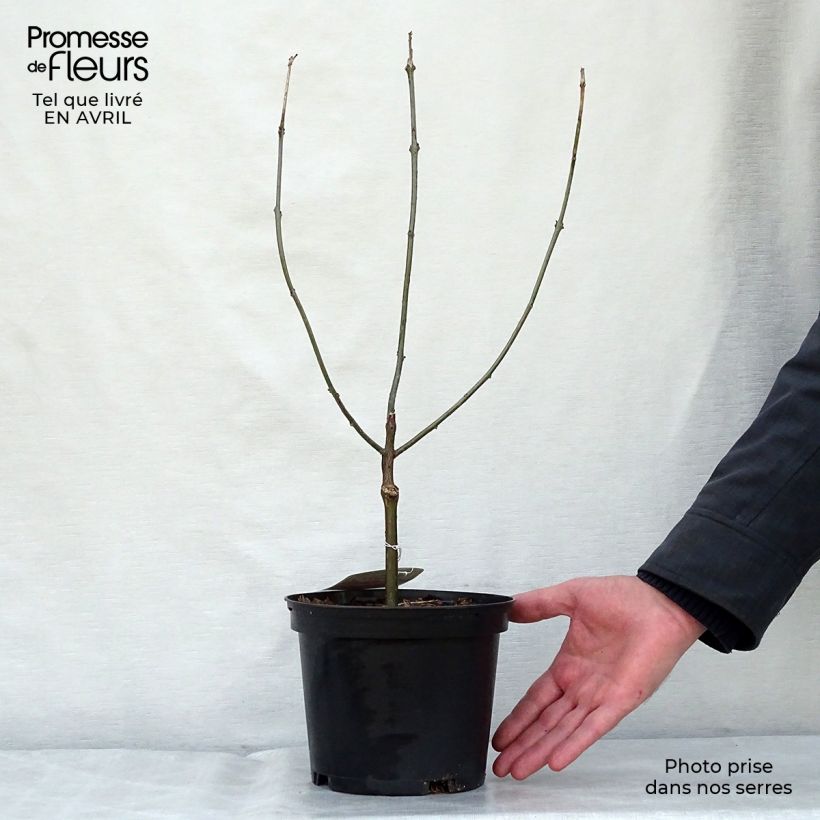 Example of Clerodendrum bungei - Clérodendron de Bunge Pot de 2L/3L as you get in printemps