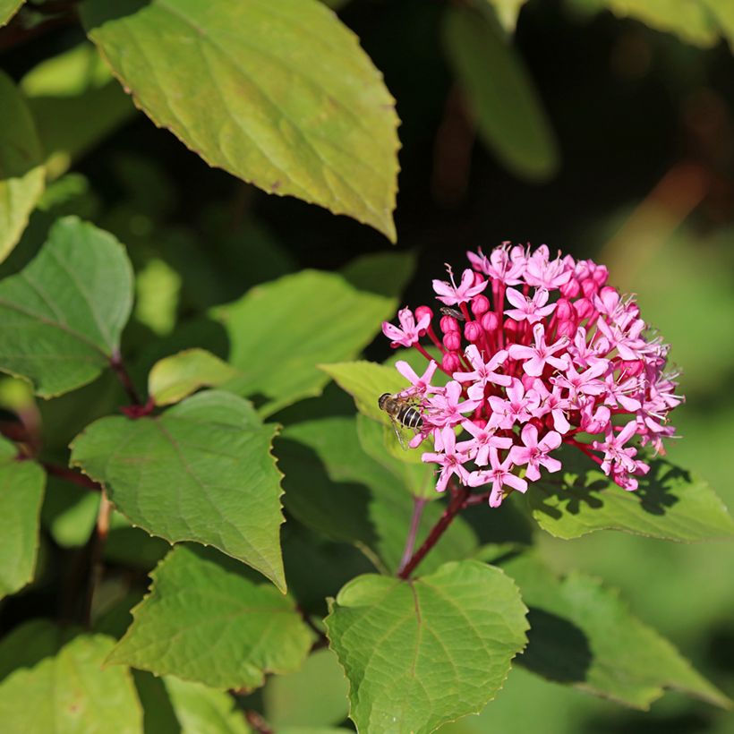 Clerodendrum bungei - Clérodendron de Bunge (Flowering)