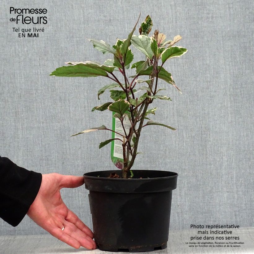 Example of Clerodendrum bungei Pink Diamond - Clérodendron Pot de 3L/4L as you get in printemps