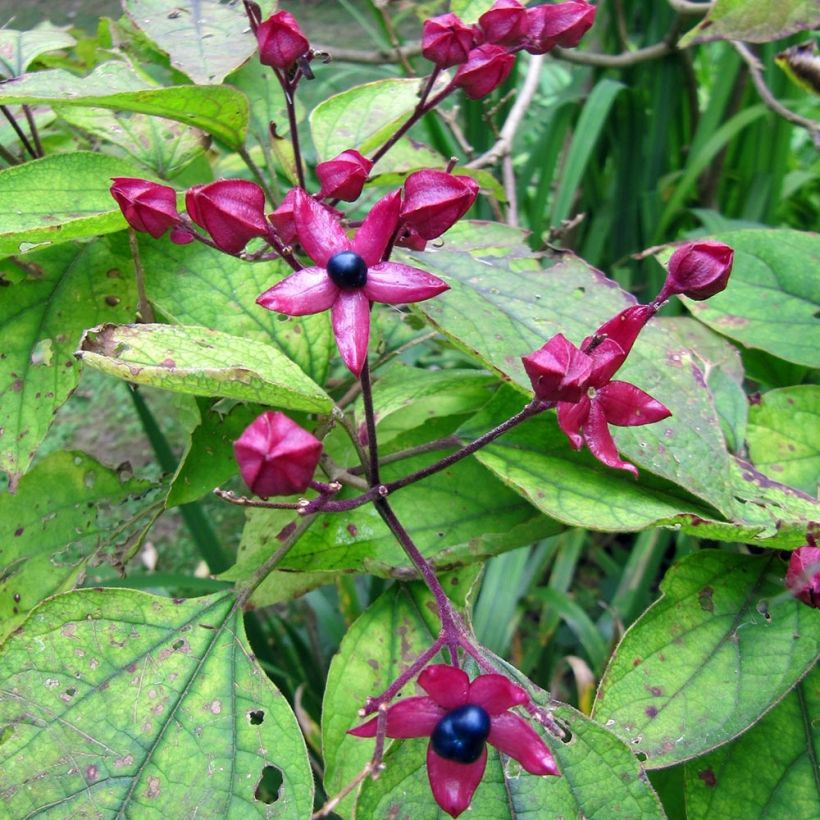 Arbre du clergé Fargesii - Clerodendrum trichotomum Fargesii (Harvest)