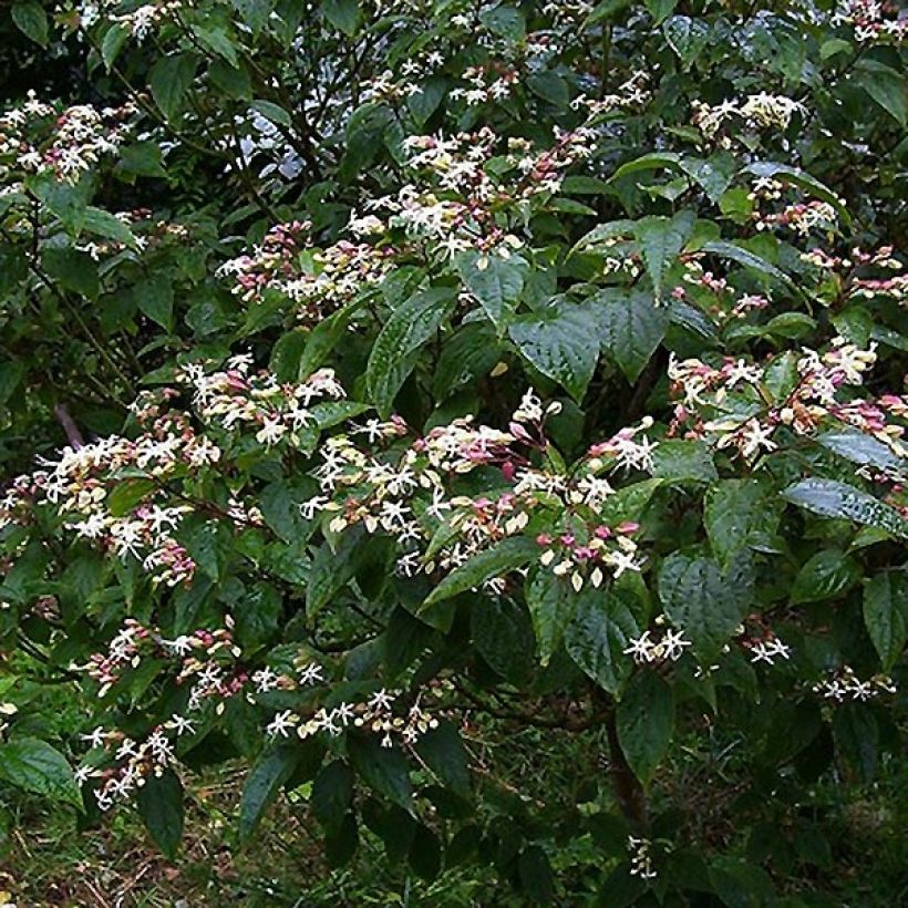Arbre du clergé Fargesii - Clerodendrum trichotomum Fargesii (Plant habit)