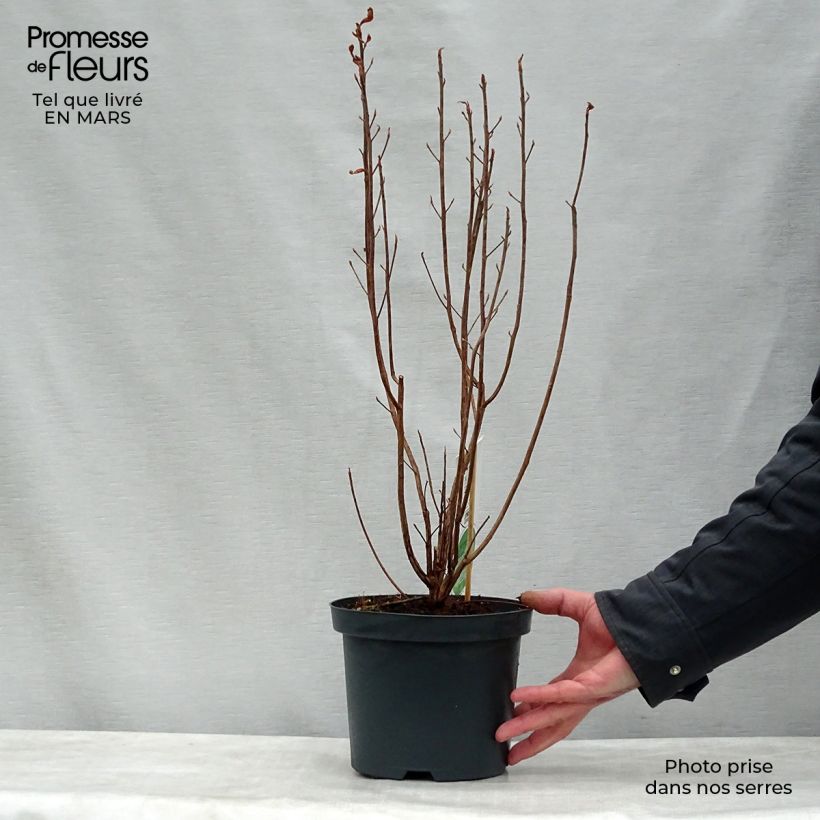 Example of Clethra alnifolia Pot de 3L/4L as you get in printemps