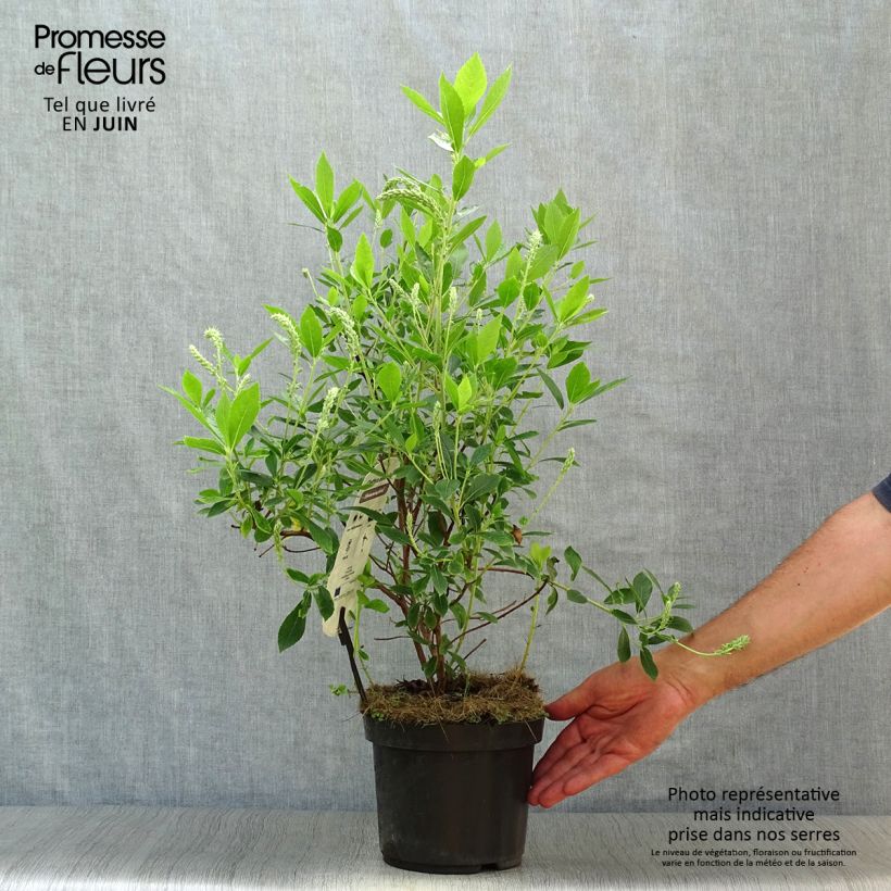 Spécimen de Clethra alnifolia Hummingbird Pot de 3L/4L tel que livré en été