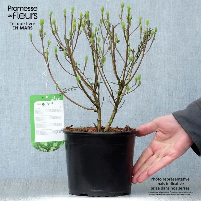 Example of Clethra alnifolia Hummingbird Pot de 3L/4L as you get in printemps