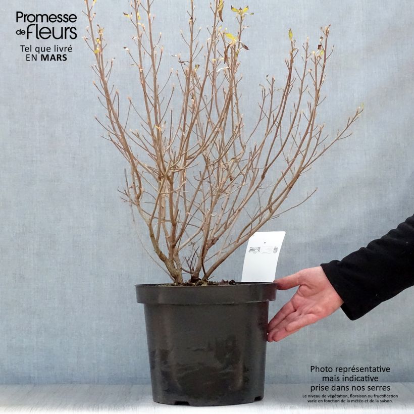 Example of Clethra alnifolia Hummingbird Pot de 7,5L/10L as you get in printemps