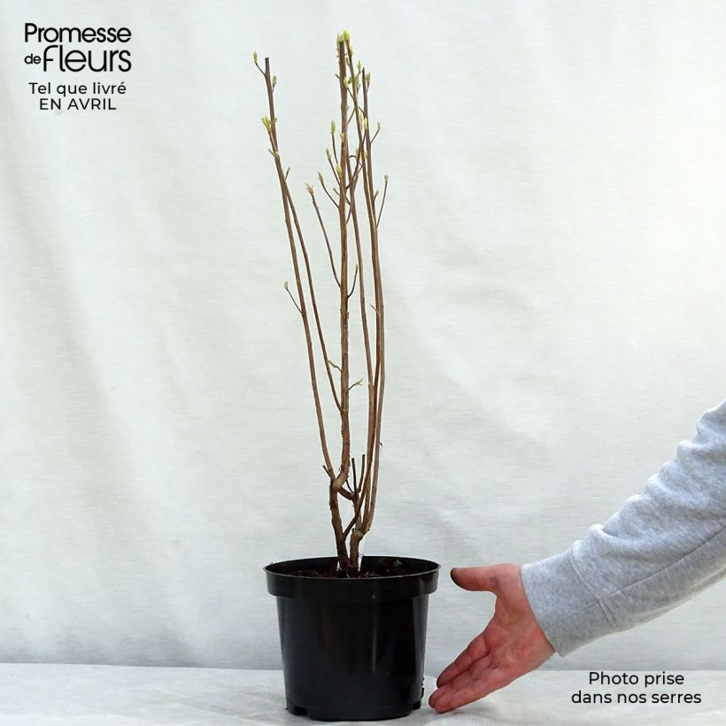 Example of Clethra alnifolia Ruby Spice Pot de 3L/4L as you get in printemps