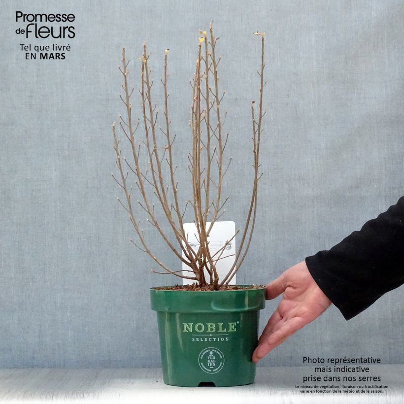 Spécimen de Clethra alnifolia Sixteen Candles Pot de 2L/3L tel que livré au printemps