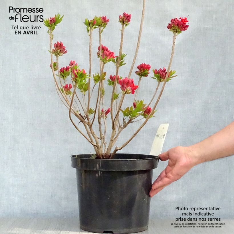 Spécimen de Clethra alnifolia Sixteen Candles Pot de 7,5L/10L tel que livré au printemps