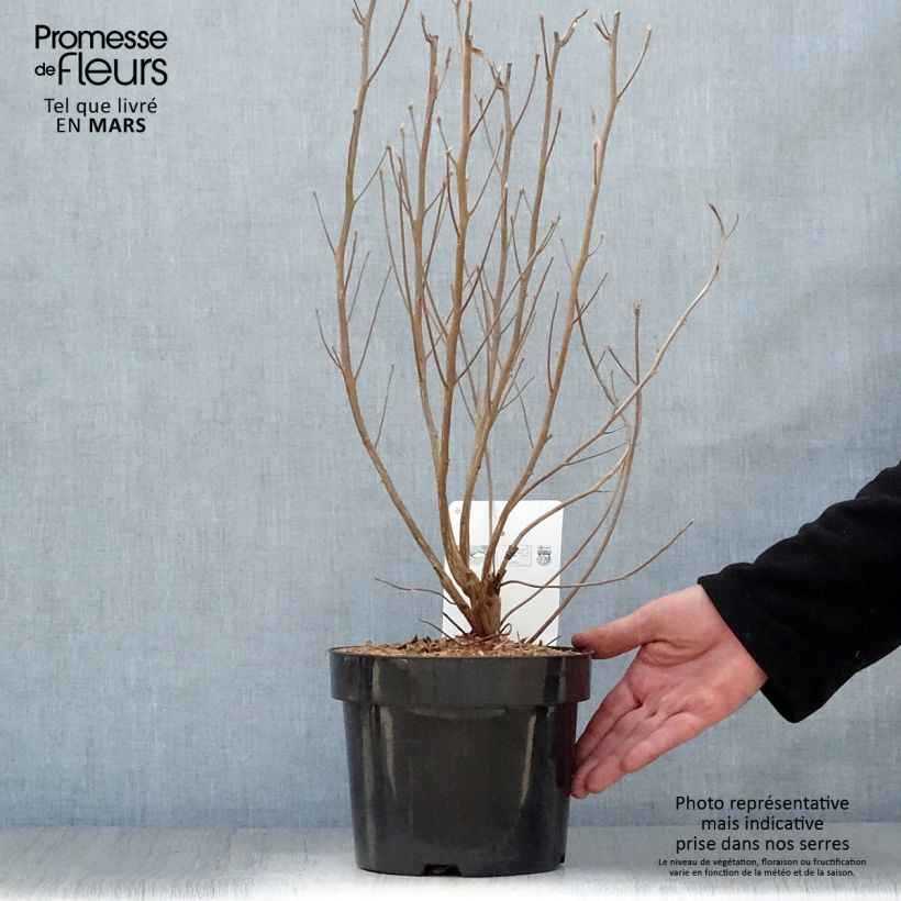 Example of Clethra alnifolia Vanilla Spice - Clèthre à feuilles d'Aulne Pot de 2L/3L as you get in printemps