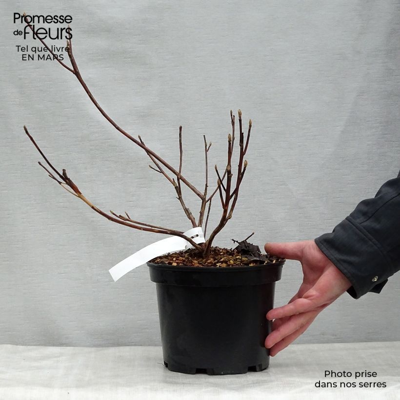 Example of Clethra barbinervis Great Star Pot de 4L/5L as you get in printemps