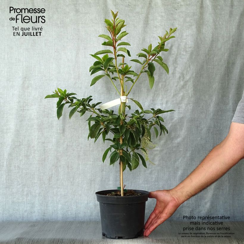 Spécimen de Clethra barbinervis Great Star Pot de 4L/5L tel que livré en été