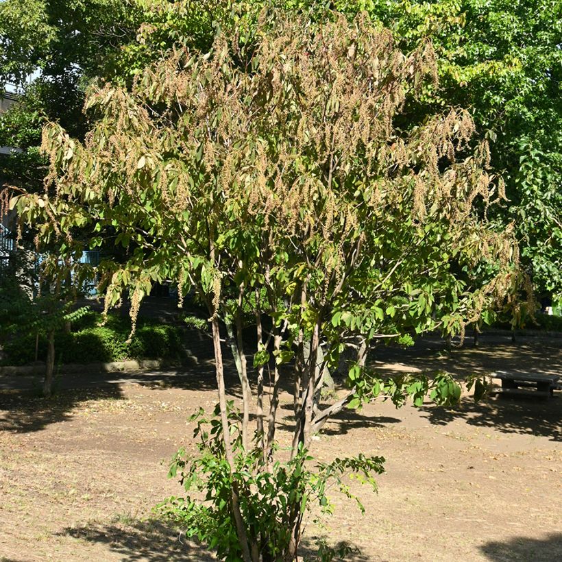 Clethra barbinervis (Port)