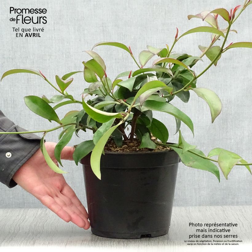 Spécimen de Cleyera japonica - Cleyera du Japon Pot de 4L/5L tel que livré au printemps