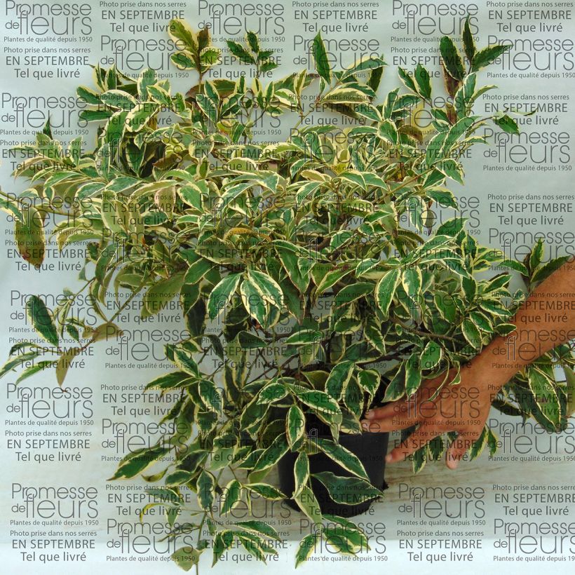 Exemple de spécimen de Cleyera japonica Variegata - Eurya ochnacea Pot de 4L/5L tel que livré